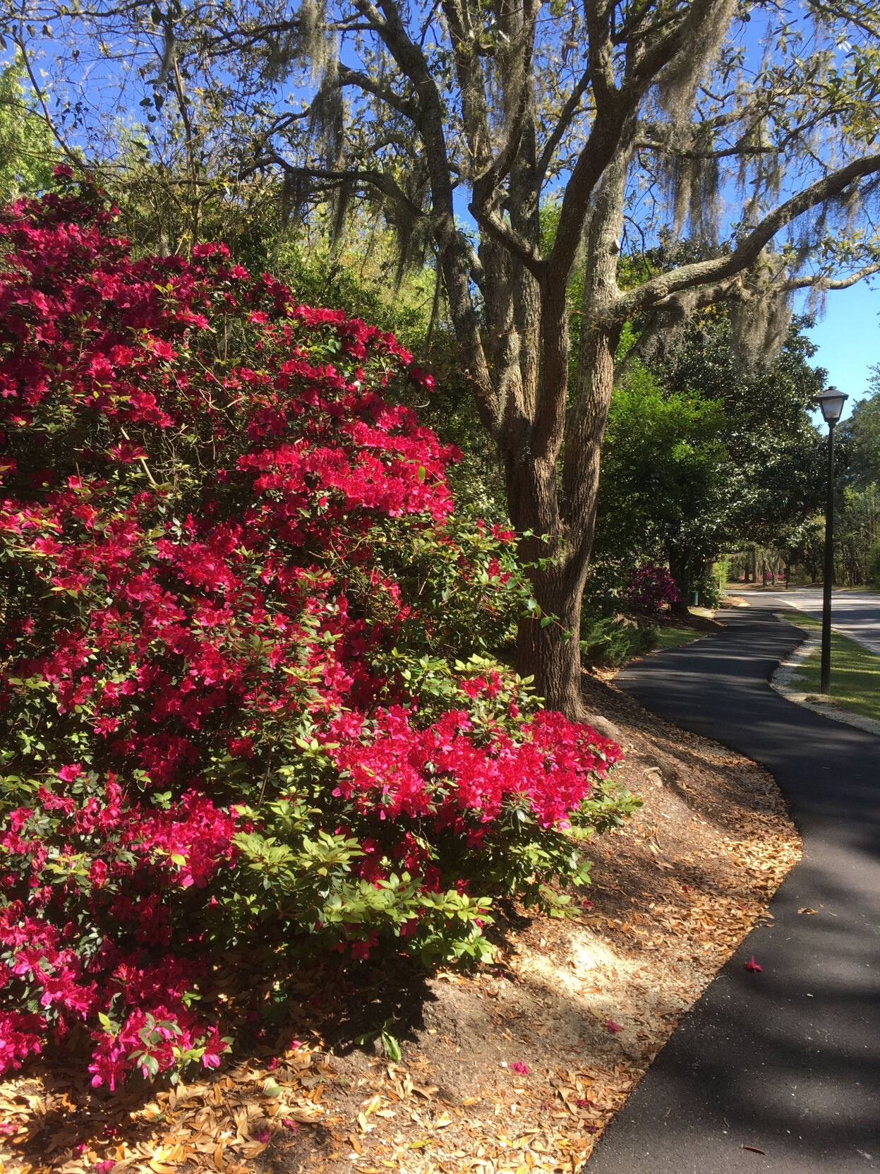 Brickyard path with azaleas